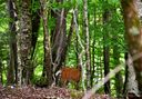 109 Greenbriar Road sold home in Beech Mountain, SC