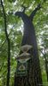 135 Mad Bear Trail sold home in Rosman, SC