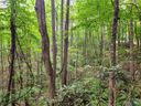 19 Connies Cove sold home in Waynesville, SC