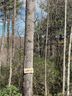 000 Eagle Ridge Road sold home in Zirconia, SC