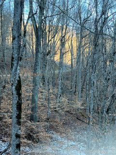 000 Bee Tree Lane