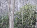 0 Rolling Ridge Trail sold home in Lake Lure, SC