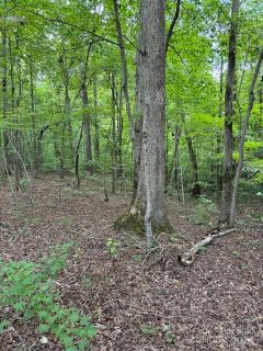 00 Timber Road