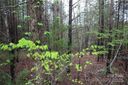 Lot 10 Ridge Way sold home in Marion, SC