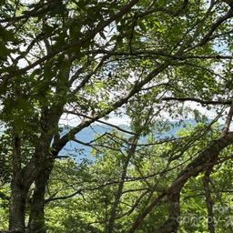 Lot 34 N Oakwood Drive