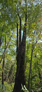 108 Tenderfoot Trail sold home in Soco Falls, Maggie Valley, NC