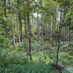 256 Burge Mountain Road