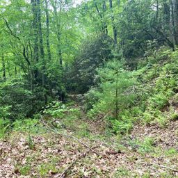 Lot 10 Mystic Forest Way