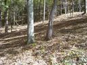 142 Rambling Ridge Rd 22 sold home in Asheville, SC