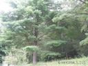 Lot Ii Ivy Cove Road II sold home in Fairview, SC