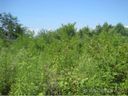 Lot 15 Sovereign Lane sold home in Fairview, SC