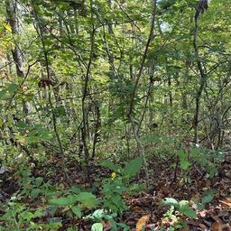 H16 H17 Shady Grove Road