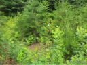 61 Wind Stone Dr Lot 55 sold home in Asheville, SC