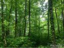 Lot 14 Old Tannassie sold home in Sylva, SC