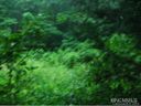 Lot 42 Nottingham Road sold home in Maggie Valley, SC