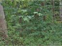 Lot 61 Coyote Hollow Road sold home in Waynesville, SC