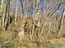0 Wilderness Drive sold home in Weaverville, SC