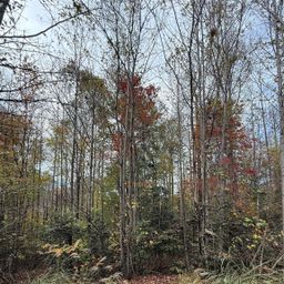 Lot 7 West Legacy Drive