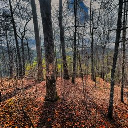 232 Thorncliff Road
