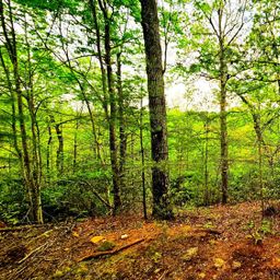 Lot 59 Bear Cliff Way