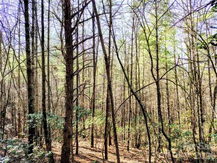 Homes in Heartwood Forest, Collettsville