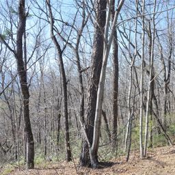 Tbd Mountain Crest Drive