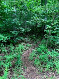 Tbd Whitewater Cove pending home in Mountain Retreat, Montreat, NC