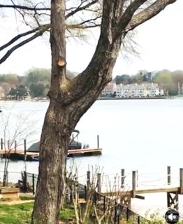 Norman Shores, Cornelius