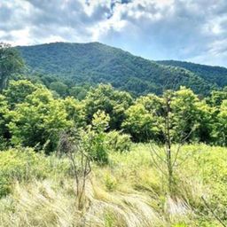 00 Split Pine Cove
