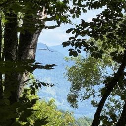 110 Cabin Ridge