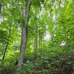 108 Tenderfoot Trail