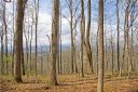 99999 Old Forest Drive 5 sold home in Asheville, SC