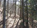 9999 Mountain Cove Road sold home in Black Mountain, SC