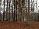 323 Bradenton Knoll 18 sold home in Fletcher, SC