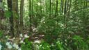 21 Sequoyah Woods Drive sold home in Brevard, SC