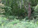 82 Hawtree Court 262 sold home in Weaverville, SC