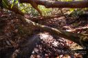 Lot 50 Round Mountain Road sold home in Brevard, SC