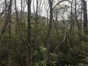 9999 Old Mill Road 13 sold home in Hendersonville, SC