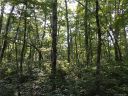 Lot 16 Robin Hood Road sold home in Brevard, SC