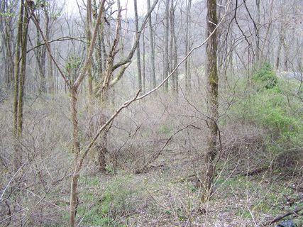 Lot 81 Turkey Run Drive