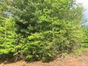Lot 8 Whispering Pine Lane sold home in Burnsville, SC