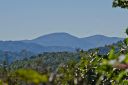 64 Flora Rose Trail sold home in Asheville, SC