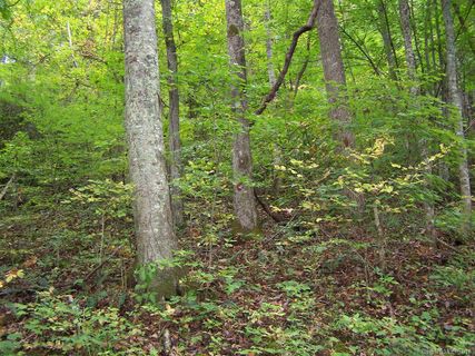 000 Whispering Woods Path 95