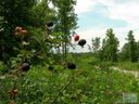 55 56 Blackberry Creek 5556 sold home in Nebo, SC