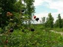 55 56 Blackberry Creek sold home in Nebo, SC