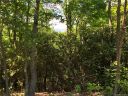 1111 Elm Tree Way Lot 48 sold home in Swannanoa, SC