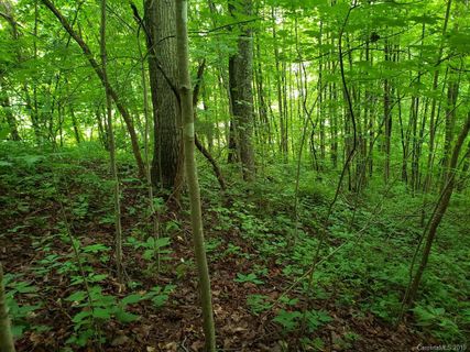 00 Ruffed Grouse Lane 12