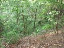 Lot 49 Crookston Drive sold home in Waynesville, SC