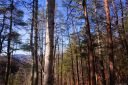 Lot 58 Turkey Spur Road sold home in Brevard, SC