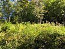 00 Big Ridge Road sold home in Bakersville, SC